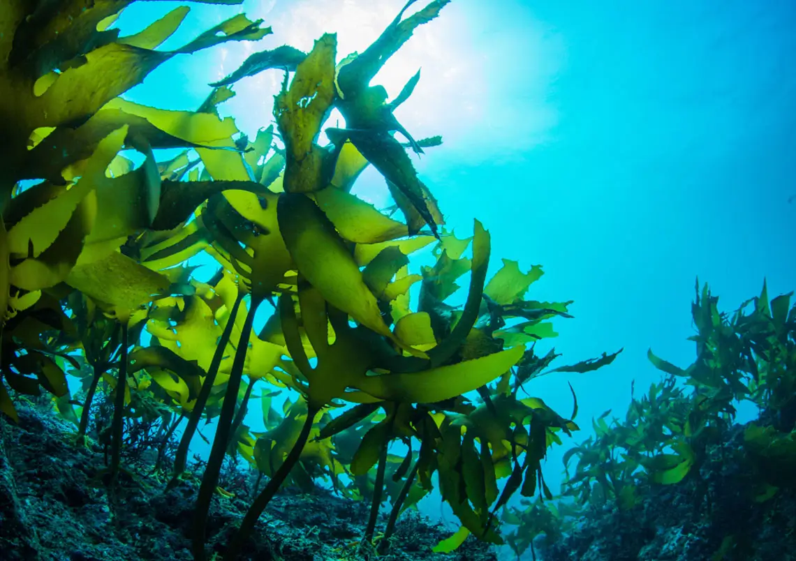Beauty bulletin seaweed underwater